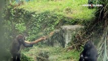 Yavrusu ile birlikte hayvanat bahçesinden kaçmaya çalışan goril sosyal medyada tepki uyandırdı