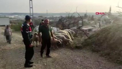 MANAVGAT'TA YANGINZEDENİN KAYBOLAN KOYUNLARINI JANDARMA BULDU