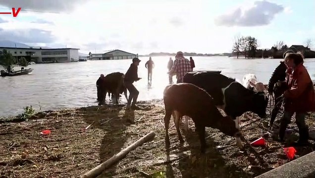 Unbelievable! Rescuers Rescue Flood-Stranded Cows On Jet Skis