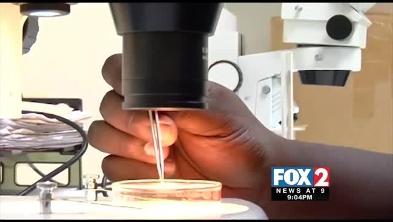 Mosquito Tests Positive for West Nile Virus in Brownsville