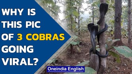 IFS officer shares photo of 3 Cobras coiled around a tree trunk, Watch| Oneindia News