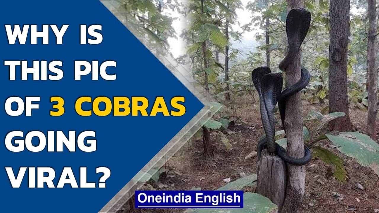 IFS officer shares photo of 3 Cobras coiled aro...