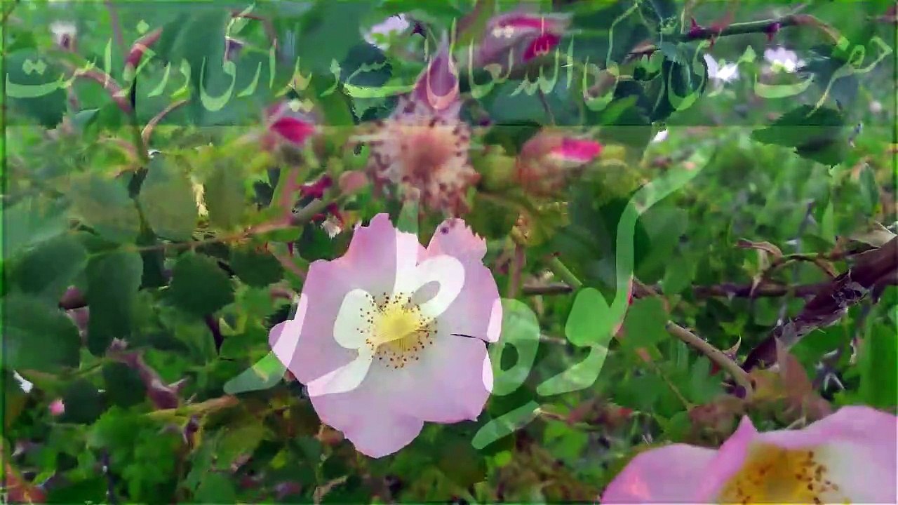 musa as ki kitab, hazrat musa ka waqia, stories of prophet musa, qisa musa a.s ka - life of prophet musa - qasas ul anbiya | darussalam studio, qisa musa a.s ka, hazrat musa ki zindagi, qissa hazrat musa ka, hazrat musa ki zindagi in urdu, hazrat musa ki