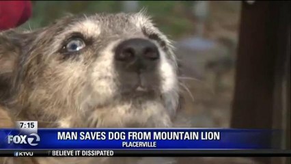 PLACERVILLE MAN SAVES DOG FROM MOUNTAIN LION