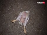 Pollos agonizando, incapaces de ponerse en pie: las imágenes de una granja industrial de pollos en Francia