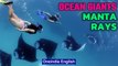 Manta Rays Flat Giant Sharks of the Ocean | Oneindia News