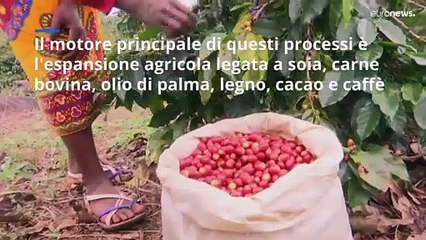 UE: giro di vite sui prodotti che causano la deforestazione a livello globale