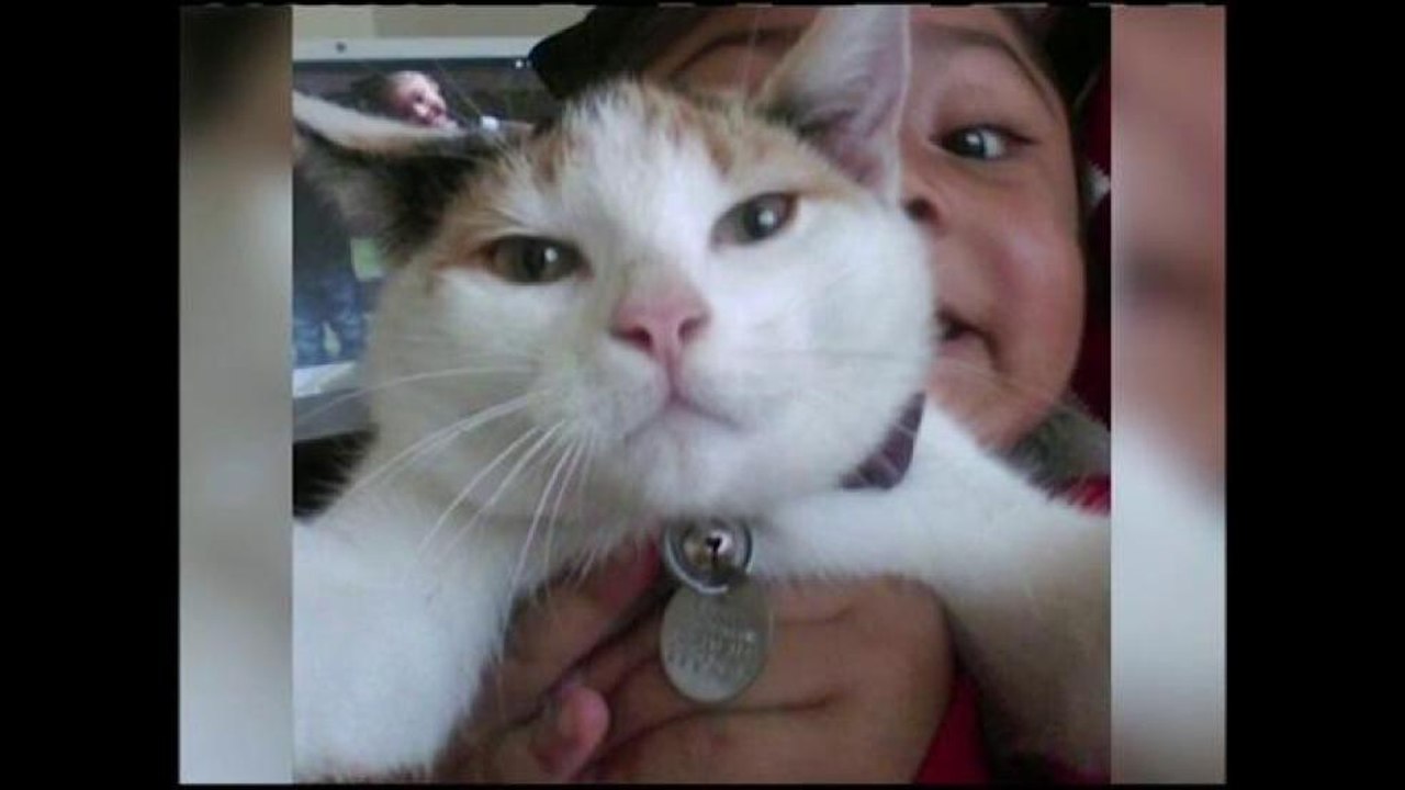 Día del gato