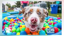 Celebrate your fur baby with Just Love Animals Society's 