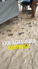 Estas tortugas bebé salieron de la nada debajo de una cama para ir al mar