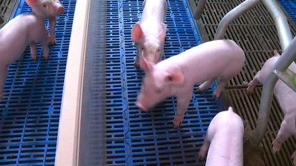 Libérer les truies, une nouvelle case à cocher pour le bien-être en élevage