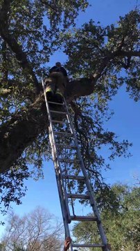 Firefighters Rescue Dog Stuck in Tree