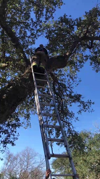 Firefighters Rescue Dog Stuck in Tree
