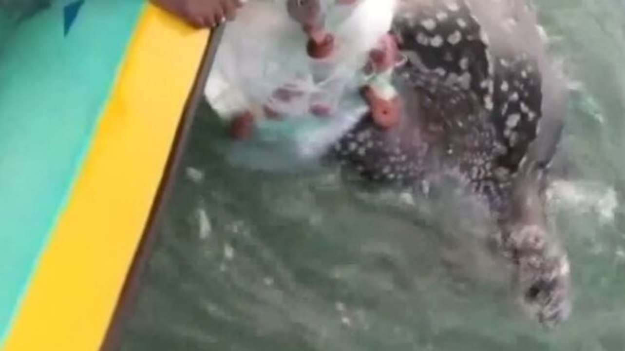 Image of the day: Chennai fishermen rescue rare sea turtle