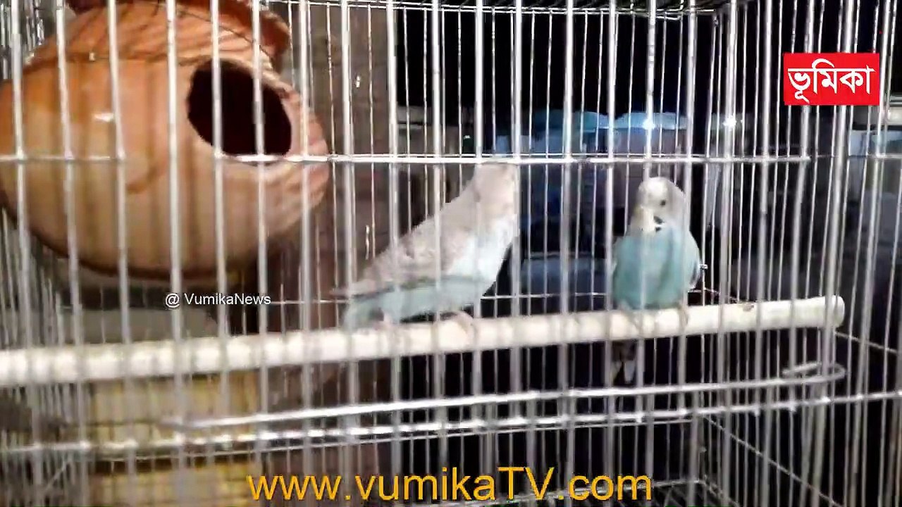 beautiful brith house |  Vumika TV | brid House live