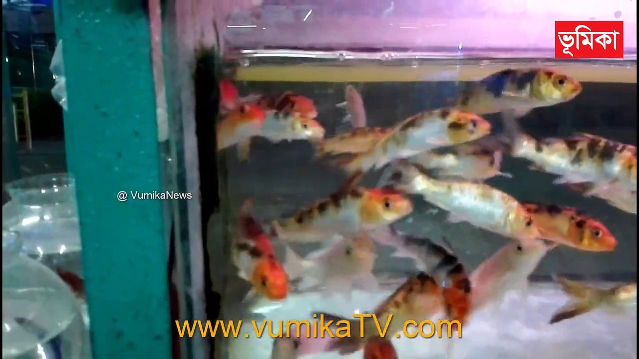 Beautiful Coral Reef Aquarium Fish _ Goldfish kingdom _ Aquarium Fish Farming
