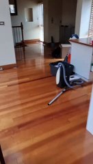 Possum Terrorizes Home and Invades Fish Tank