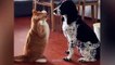 Cats And Dogs Awesome Friendship Funny Pet Videos | MEOW CAT