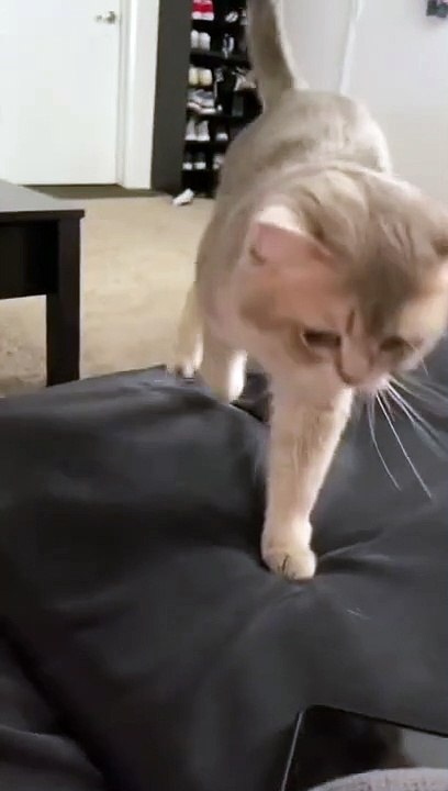 Cash said Mom! More! want more! #shorts | MEOW CAT