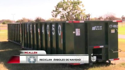 reciclan árboles navideñis en McAllen