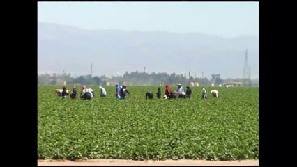 Reportar Accidentes en Campos Agrícolas