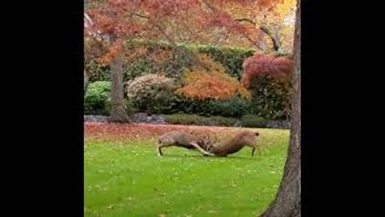 Two Deer Duke It Out