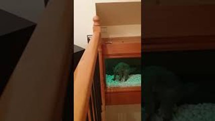 Possum Terrorizes Home and Invades Fish Tank