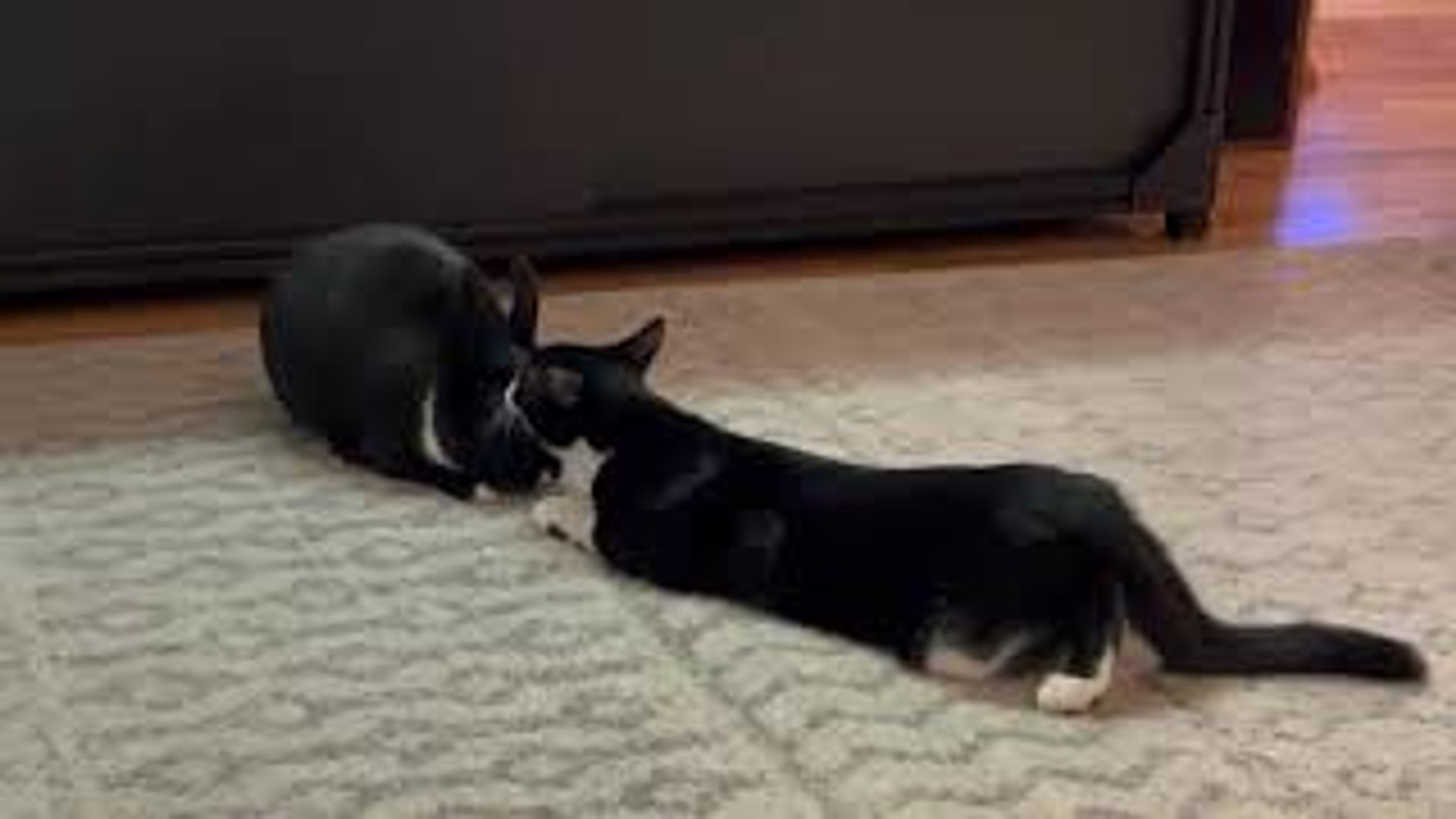 ⁣Cat Grooms His Bunny Friend