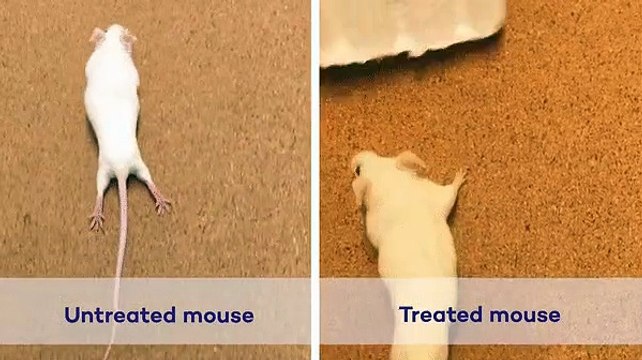 Investigador tico crea nueva terapia para revertir parálisis en médula espinal