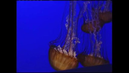 El acuario de la Bahía de Monterey ofrecerá admisión gratis a residentes de tres condados