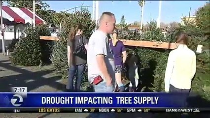 EXPECT HIGHER TREE PRICES