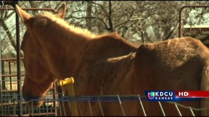 Dueña de caballos es imputada cargos por abuso animal