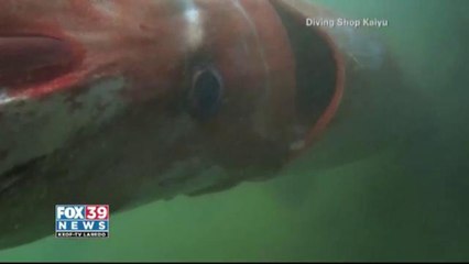Giant squid seen in Japan on Christmas Eve