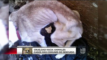 Proponen una corte especializada para el maltrato animal