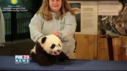 Panda bear "Bei-Bei" makes his debut