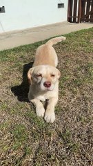 Cute Dog Crawls for Pets