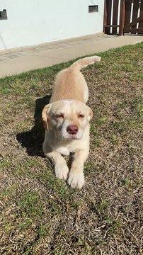 Cute Dog Crawls for Pets