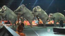 Elefantes de Ringling Bros. serán retirados en Mayo