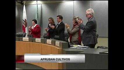 Watsonville aprueba cultivos de marihuana medicinal