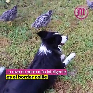 CURIOSIDADES CIENTÍFICAS SOBRE LOS PERROS