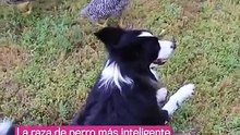 CURIOSIDADES CIENTÍFICAS SOBRE LOS PERROS