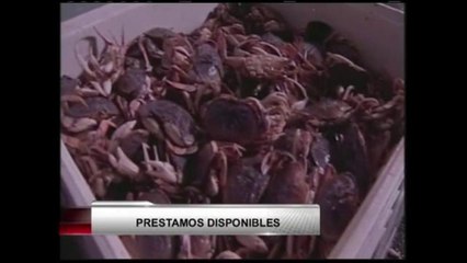 Préstamos para afectados por temporada de cangrejos