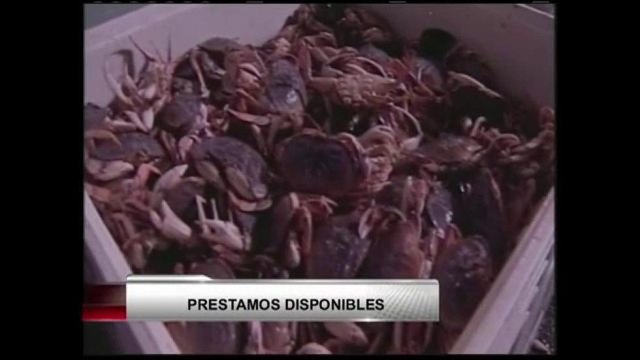 Préstamos para afectados por temporada de cangrejos