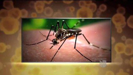 Nueva estrategia para combatir el Zika