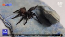 [이슈톡] 사람 손톱도 뚫는다고?‥2cm 송곳니 가진 호주 거미