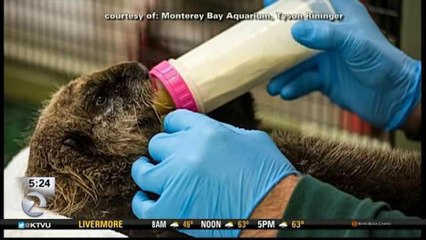 DISPLACED MONTEREY BAY SEA OTTER GETS NEW HOME