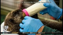DISPLACED MONTEREY BAY SEA OTTER GETS NEW HOME