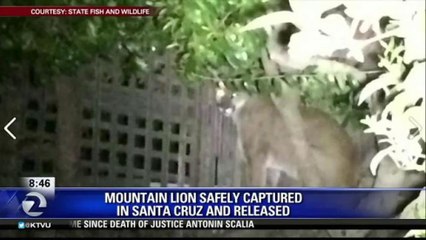 MOUNTAIN LION CAPTURED IN SANTA CRUZ