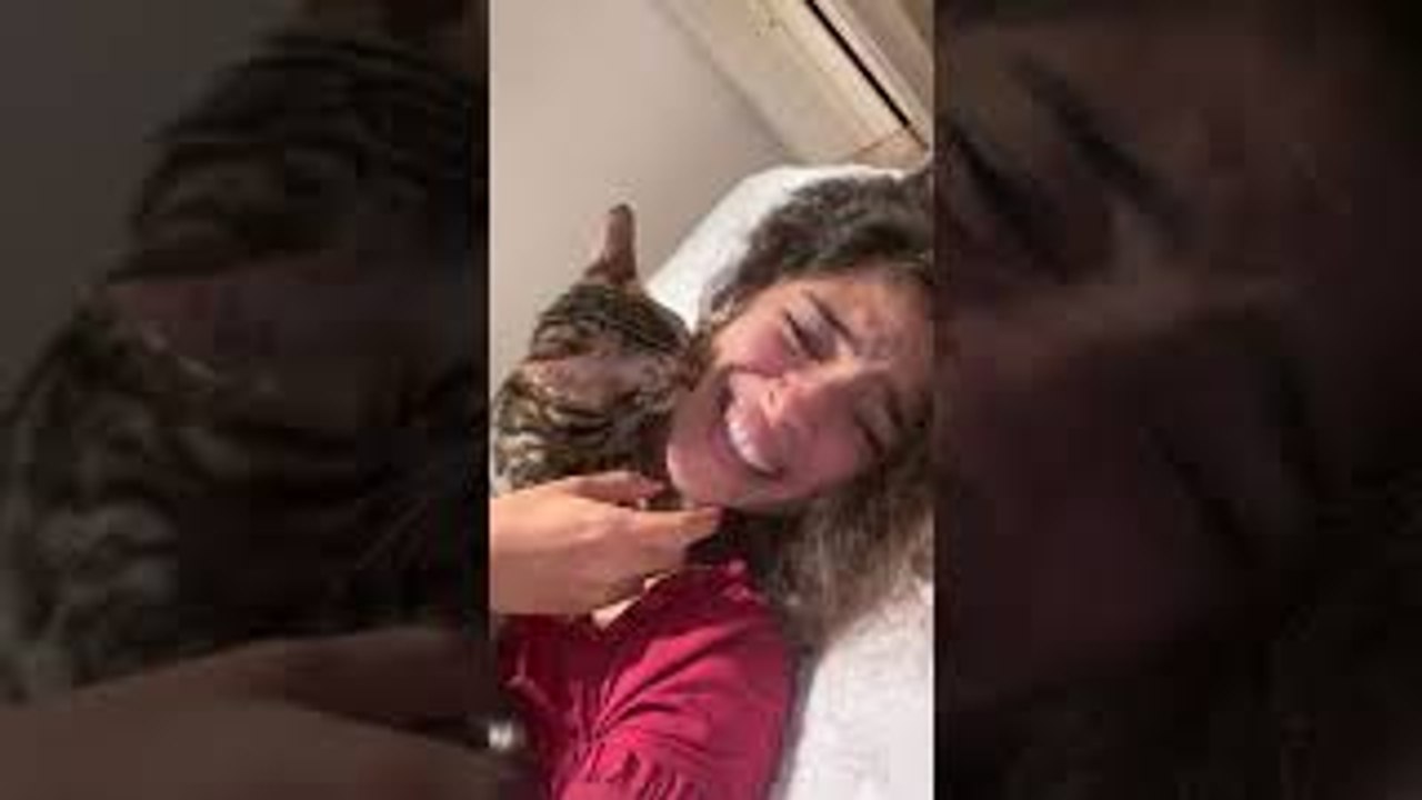 Pet Cat Kisses and Suckles on Owners Face