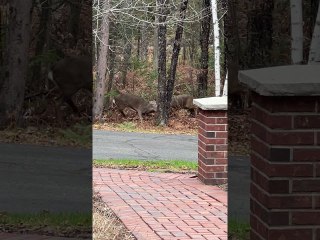 White-Tailed Deer Fight for Doe
